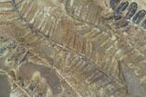 Fossil Fern (Pecopteris) Plate - Mazon Creek #121042-1